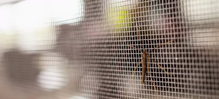 Repair Mosquito Mesh For Windows in Vallejo, CA